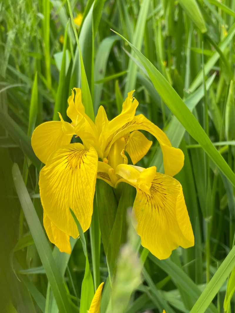 D&rsquo;où vient la fleur de lys&nbsp;⚜️?