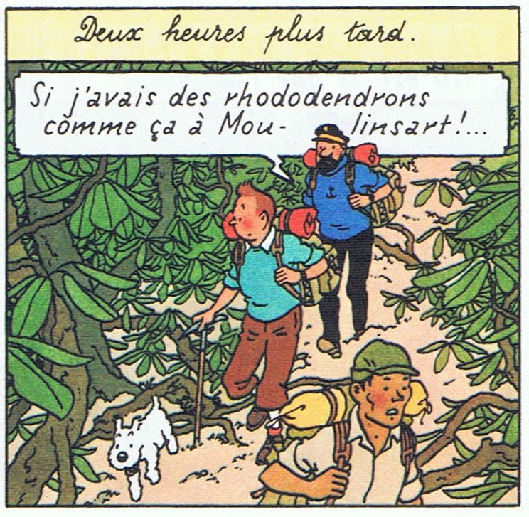 Sous les frondaisons des Rhodendrons…